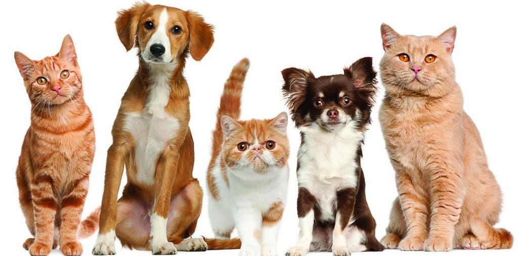 Доска объявлений о животных | ЗооТом - продажа, вязка и услуги для животных в Электроуглях