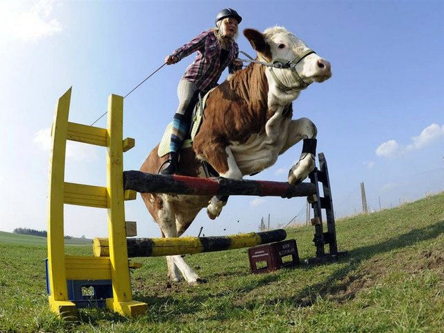Статьи о коровах в Электроуглях | ЗооТом портал о животных