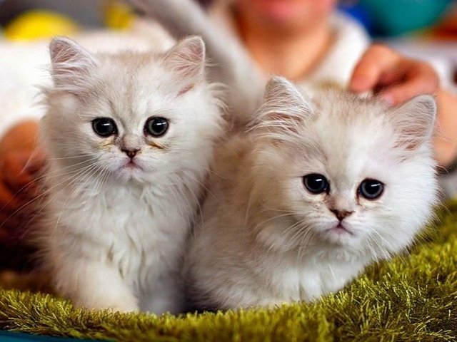 Породы кошек в Электроуглях | ЗооТом портал о животных