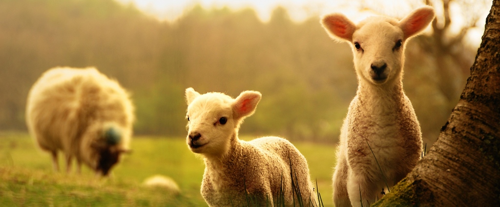 Объявления о сельскохозяйственных животных | ЗооТом - продажа, вязка и услуги для животных в Электроуглях