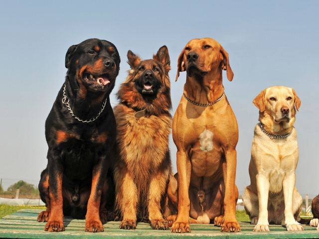 Крупные породы собак в Электроуглях | ЗооТом портал о животных